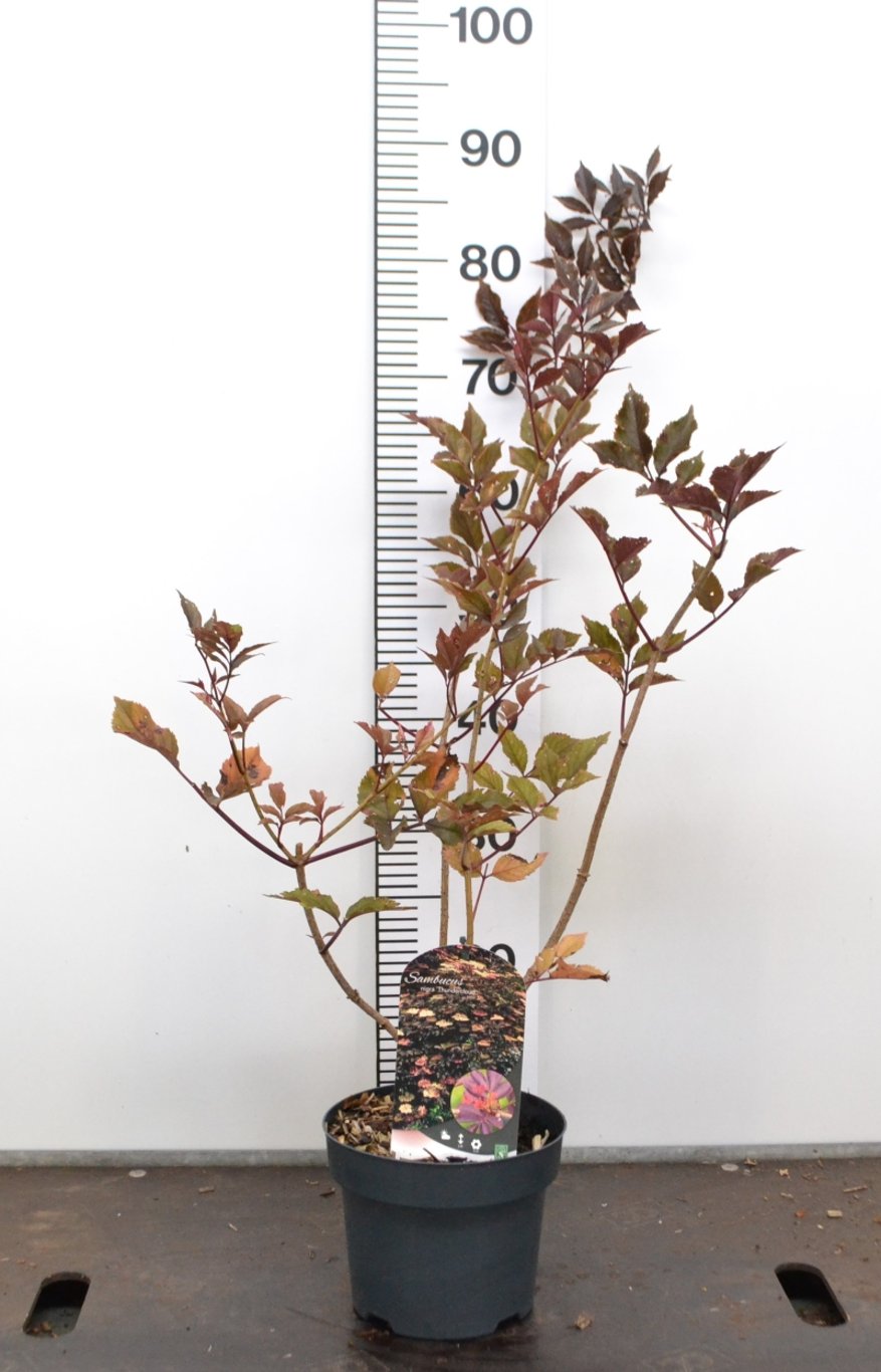 Sambucus nigra 'Thundercloud' - C3 20-40 CM